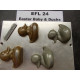 EFL24